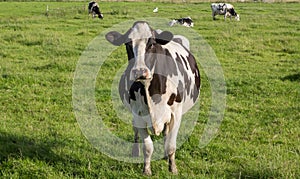 Dutch Holstein Zwartbont cow