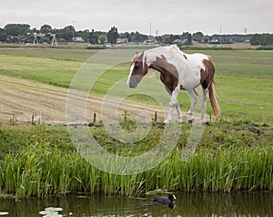 Dutch horse on the side of a canal