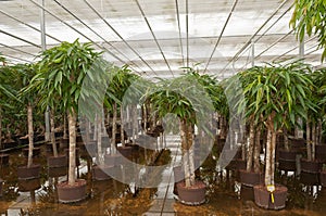 Dutch hydroculture plant nursery photo