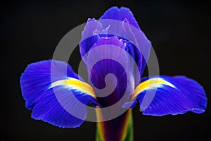 Dutch Iris – Blue Magic