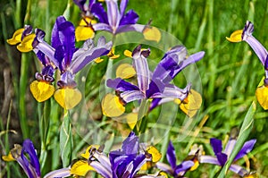 Dutch Iris in Purple and Yellow