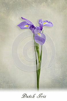 Dutch iris stem with text