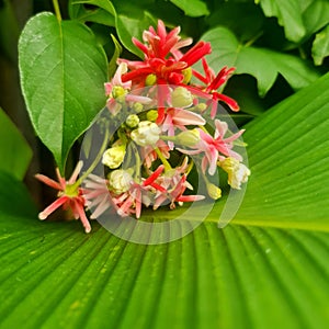 Dutch Jasmine Flower