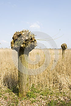 Dutch knotted willow