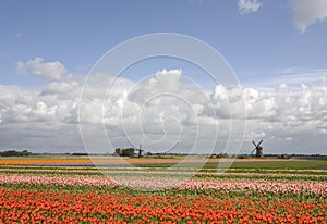 Dutch landscape