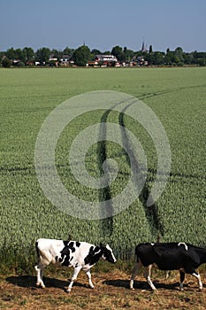 Dutch landscape