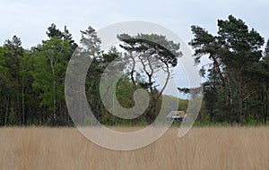 dutch landscape on a cloudy day in spring