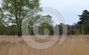 dutch landscape on a cloudy day in spring