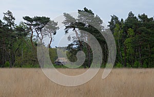 dutch landscape on a cloudy day in spring