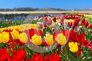 Dutch landscape with colorful tulips in the fields