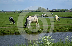 Dutch landscape cows