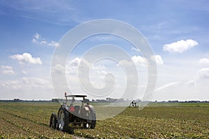 Dutch landscape with field of overblown bulbs, tractor, irrigation, blue sky, clouds, rural environmentfiled