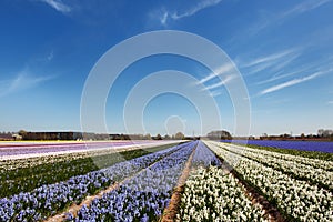 Dutch landscape with flower bulbs