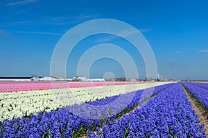 Dutch landscape with flower bulbs