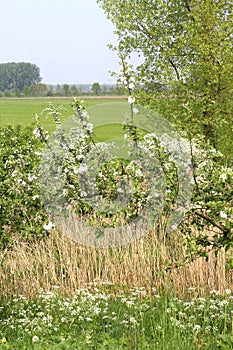Dutch landscape with fruit trees blossom,Betuwe.Netherlands photo