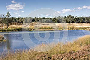 Dutch landscape with heather, forest, woods, water, lake, white clouds and blue sky.