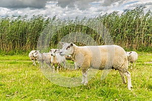 Dutch landscape with on the left a lake and embankment with a curious herd of sheep