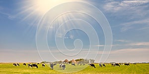 Dutch landscape with a meadow with cows and farm with sunlight