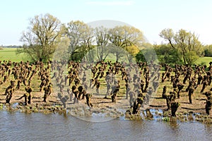 Dutch landscape with pollard willows photo
