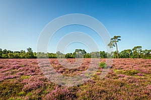 Dutch landscape with purple flowering heather