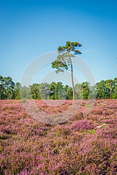 Dutch landscape with purple flowering heather