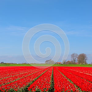 Dutch landscape with red tulips
