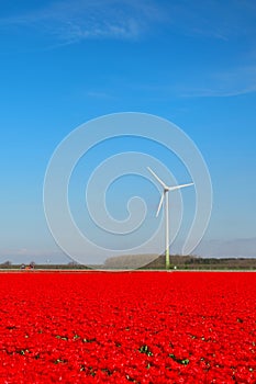 Dutch landscape with red tulips