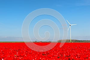 Dutch landscape with red tulips