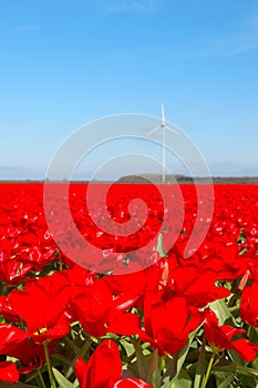 Dutch landscape with red tulips