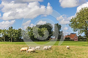 Dutch landscape with sheep near the village of Wetsinge