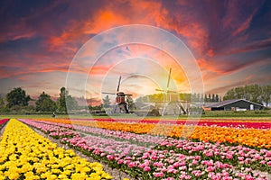 Dutch landscape during sunset with blooming tulips and windmills