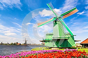 Dutch landscape with traditional dutch windmills with colorful tulips near the canal in Zaanse Schans village, Netherlands. Spring