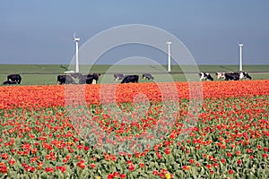 Dutch landscape: windmills, cows and tulips