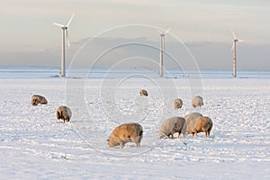 Dutch landscape with windturbine and sheep in snow covered meadow