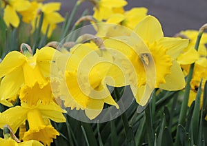 Dutch Master Daffodil photo