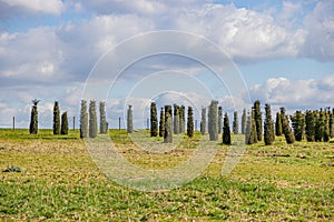 Dutch meadow with growing cypress trees against blue sky covered with clouds