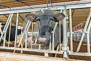Dutch milk cow standing inside a farmhouse