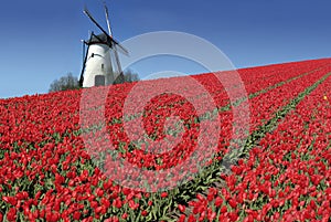 Dutch mill and red tulips