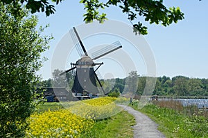 Dutch mill in spring