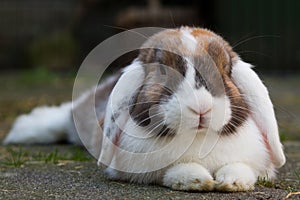 Dutch mini-lop rabbit in the garden