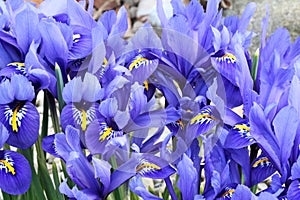 Dutch miniature blue iris (Iris reticulata) photo