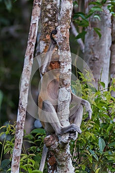 Dutch Monkey hiding behind tree (Kumai, Indonesia)