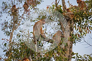 Dutch Monkey with his brethren sitting on a branch of a tall tree Kumai, Indonesia