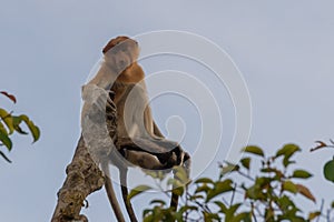 Dutch Monkey sits on top of the tree Kumai, Indonesia