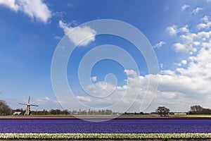 Dutch multi colors hyacinthe bullb farm