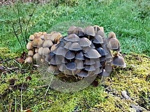 Dutch mushrooms