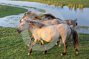 Dutch National Park Oostvaardersplassen with konik horses passing a pool