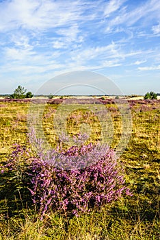 Dutch natural area of heathland in summertime
