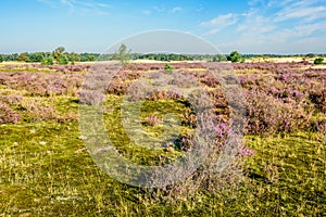 Dutch natural area of heathland in summertime