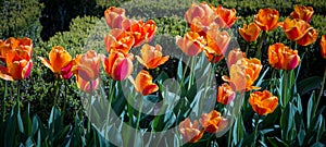 Dutch orange tulips